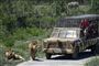jeep holder i safaripark 