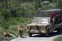 jeep holder i safaripark 