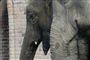 Arrig elefant er populær