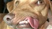 En deform hund