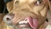 En deform hund