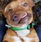 En deform hund