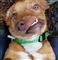 En deform hund