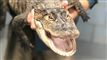 alligator