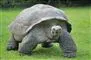 skildpadde går på græs
