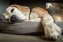 Hund i Canem hundekurv