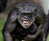 Chimpanse