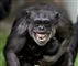 Chimpanse