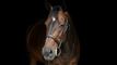 en hest
