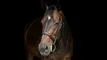 en hest