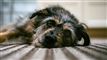 hund