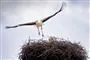 stork letter fra reden 