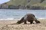 komodovaran går på strand