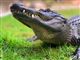 alligator på græs