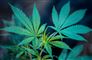 hashplante