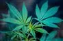 hashplante
