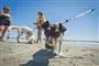 Hunde på en strand