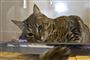 Katte starter ildebrand