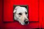 Stor hund der har brug for en god hundelem
