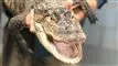 Alligator