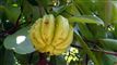 Garcinia Cambogia