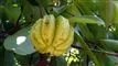 Garcinia Cambogia