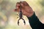 person holder skorpion i halen