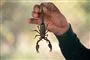 person holder skorpion i halen