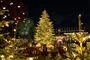 Et juletræ i Tivoli