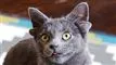 katten Midas