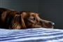En trist hund