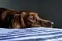En trist hund