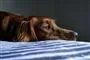 En trist hund