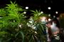 Cannabis-planter