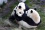 To pandaer slås i Zoo