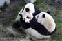 To pandaer slås i Zoo