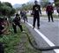 kongekobra video thailand
