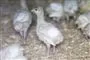 Endnu en farm med fugleinfluenza: 60.000 kalkuner aflives
