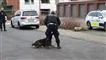 politihund i aktion