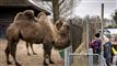 zoo gør klar til åbning kameler