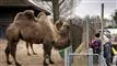 zoo gør klar til åbning kameler