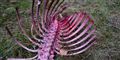 Foto: Thomas Secher Jensen, Naturhistorisk Museum/POLFOTO / POLFOTO