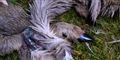 Foto: Thomas Secher Jensen, Naturhistorisk Museum/POLFOTO / POLFOTO