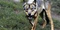Foto: Colourbox