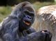 gorilla spiser 