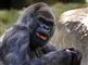 gorilla spiser 