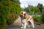 En lille cute hund
