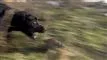 hund løber