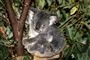 koala i træ