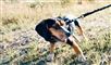 Sådan skal du gøre hvis du finder flåter, tæger eller lopper på din hund